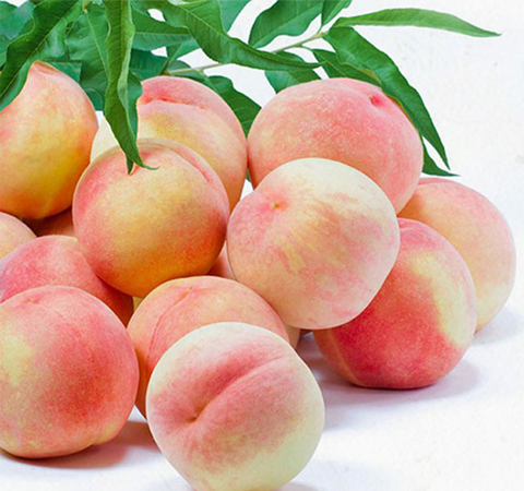 揭甲魚的營養(yǎng)價值 最佳滋補(bǔ)佳品