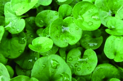 脾胃徐者慎用 細(xì)說(shuō)金錢(qián)草的副作用