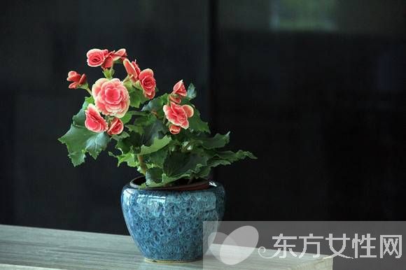 四季秋海棠怎么養(yǎng) 四季秋海棠養(yǎng)殖注意事項揭秘