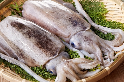 墨魚的營養(yǎng)價值      富含鈣磷鐵蛋白質