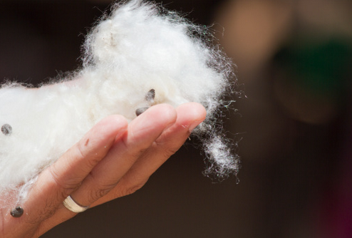 揭木棉花的功效與作用 原來它涼茶配方之一