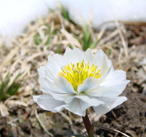 雪蓮花的功效與作用 揭雪蓮花食用方法
