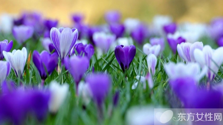 藏紅花能去黃褐斑嗎 揭秘藏紅花的功效與作用