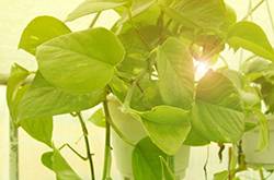 怎樣種植綠蘿 綠蘿換盆的注意事項(xiàng)