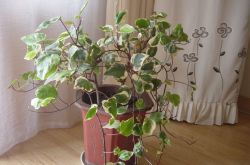 長(zhǎng)青藤的養(yǎng)殖方法介紹 常青藤怎么繁殖