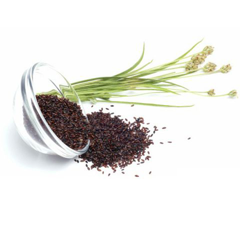 車前子的功效與作用有哪些 有何禁忌