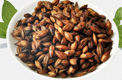 大麥茶飲用也有禁忌 揭大麥茶的功效與作用