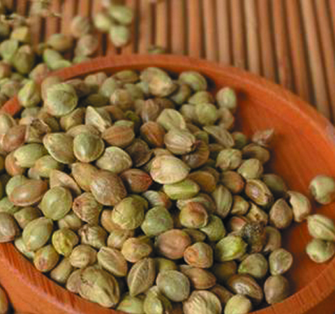 中藥火麻仁功效與作用及禁忌