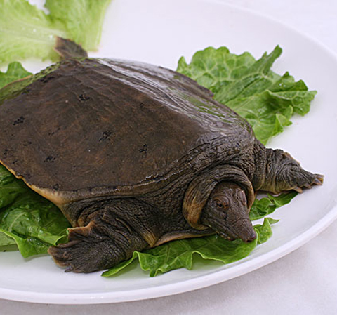 揭甲魚的營養(yǎng)價值 最佳滋補(bǔ)佳品