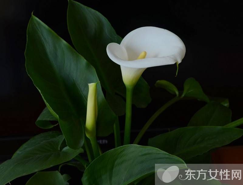 馬蹄蓮有毒嗎 馬蹄蓮能放在臥室養(yǎng)嗎