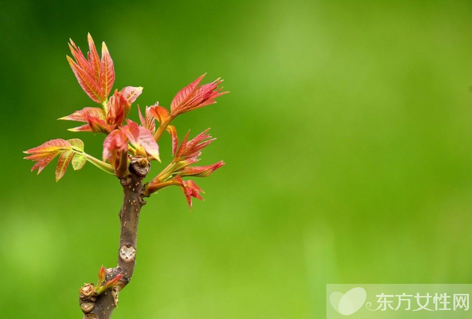 香椿的營養(yǎng)價值及做法大全 孕婦能吃香椿嗎