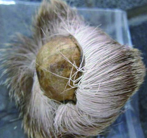 麝香是什么 麝香的功效與作用及毒性作用