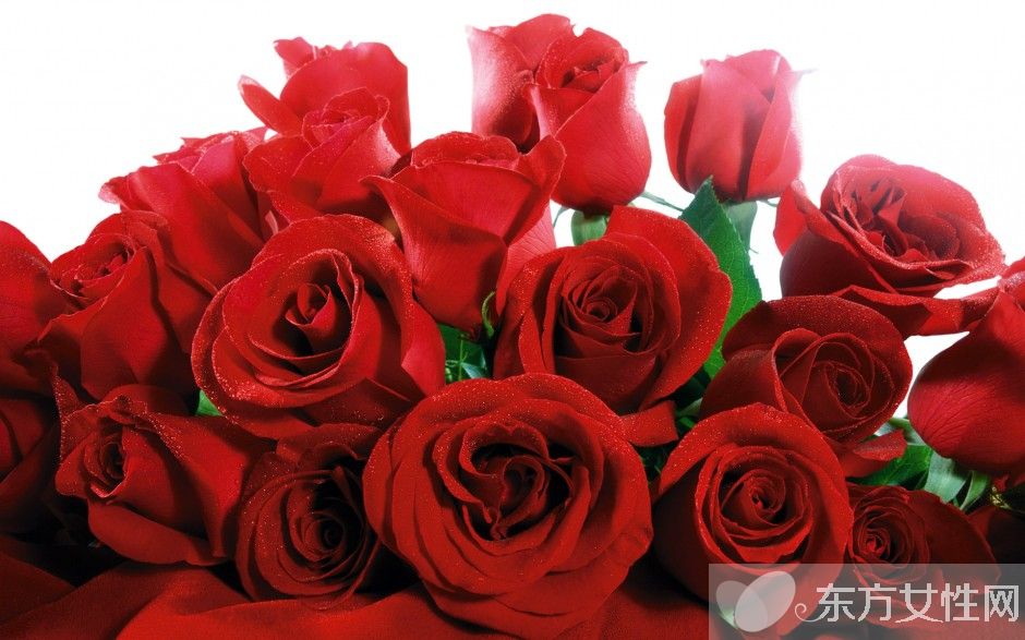 玫瑰花怎么保存時(shí)間長(zhǎng)  玫瑰花的花語是什么