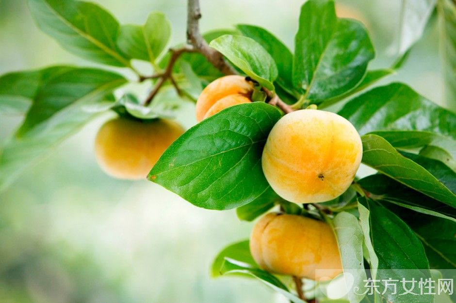 柿子的熱量高嗎 吃柿子的4大注意事項(xiàng)需警惕