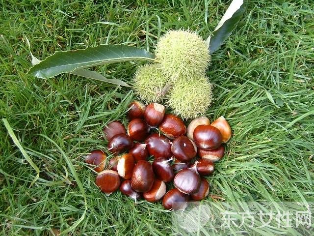 煮栗子需要多長(zhǎng)時(shí)間 如何挑選好的栗子