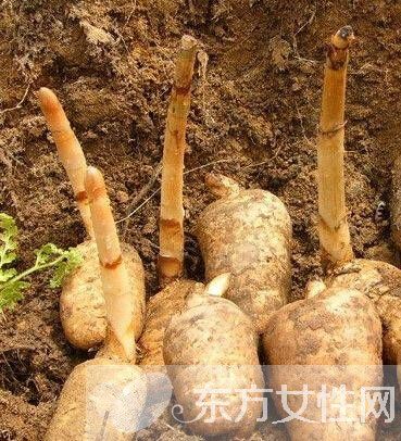 細(xì)數(shù)天麻的功效與作用及食用方法