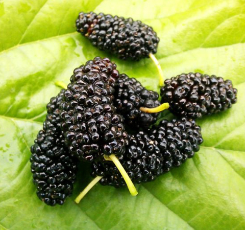 桑葚的作用有哪些 6種功效大盤點