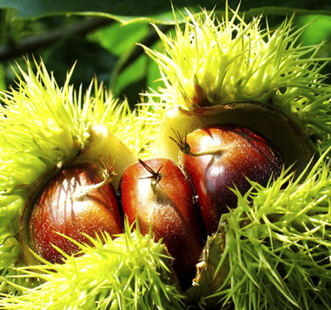 板栗的作用與功效 板栗怎么去皮