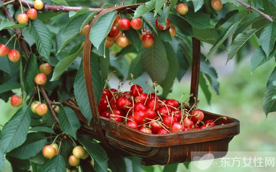 櫻桃的營養(yǎng)價值是什么 吃櫻桃有哪些好處和壞處