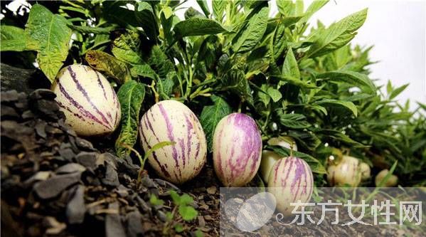 人參果的作用有哪些 孕婦能吃人參果嗎