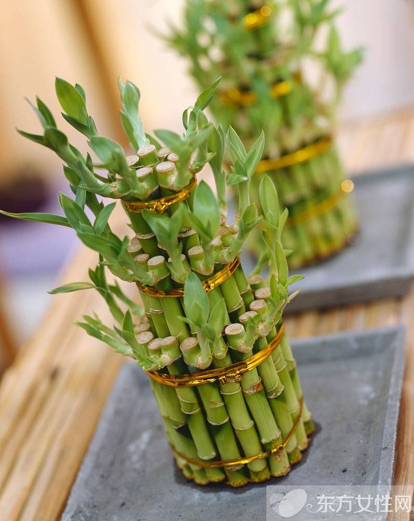 富貴竹葉子發(fā)黃怎么辦 富貴竹養(yǎng)殖注意事項(xiàng)大全