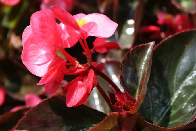 四季秋海棠怎么養(yǎng) 四季秋海棠養(yǎng)殖注意事項揭秘