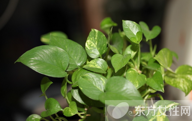 綠蘿的養(yǎng)殖方法和注意事項(xiàng) 教你綠蘿繁殖步驟