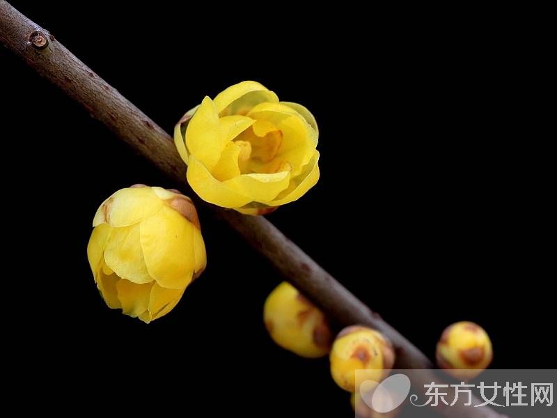 臘梅花怎么養(yǎng) 2要點教你如何病蟲防治