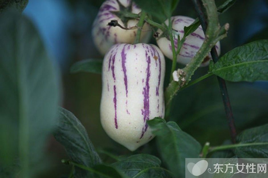 人參果的作用有哪些 孕婦能吃人參果嗎