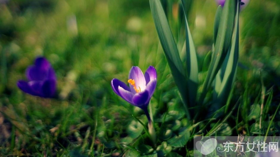 藏紅花能去黃褐斑嗎 揭秘藏紅花的功效與作用
