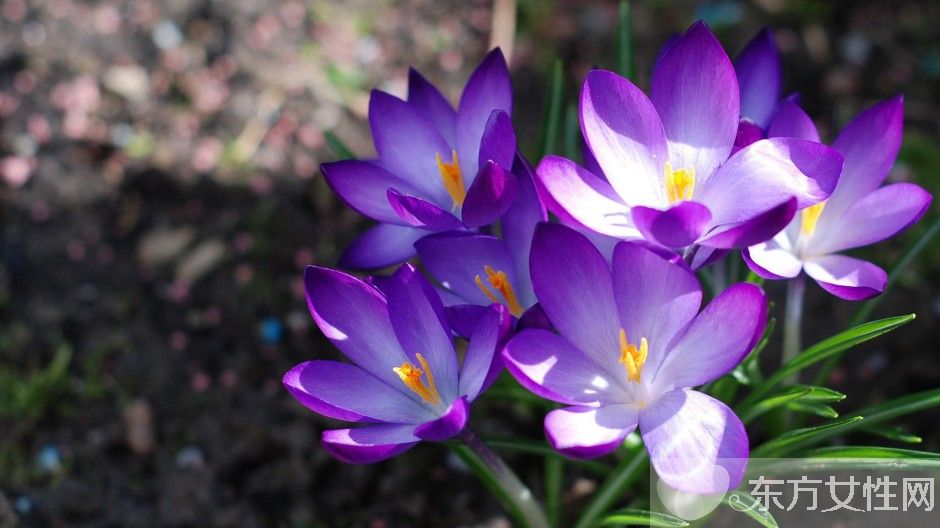 藏紅花能去黃褐斑嗎 揭秘藏紅花的功效與作用