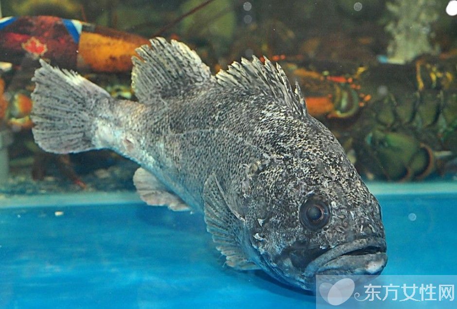 石斑魚的營(yíng)養(yǎng)價(jià)值有哪些 揭秘石斑魚的功效與作用