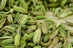 提升胃動(dòng)力好選擇 細(xì)說(shuō)小茴香的功效與作用