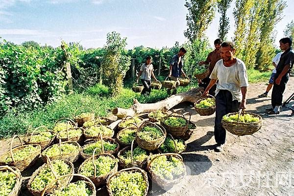 葡萄干熱量高嗎 細(xì)數(shù)葡萄干的營養(yǎng)價(jià)值