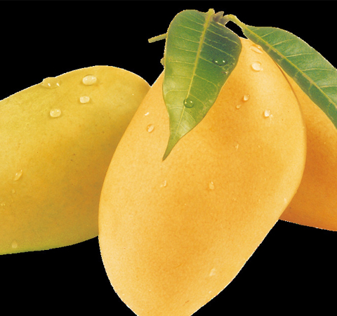芒果的功效與作用 小水果有大功效