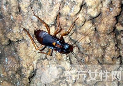 蟑螂怎么消滅 驅(qū)蟑螂妙法三招