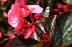 四季秋海棠怎么養(yǎng) 四季秋海棠養(yǎng)殖注意事項(xiàng)揭秘