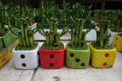 富貴竹葉子發(fā)黃怎么辦 富貴竹養(yǎng)殖注意事項大全