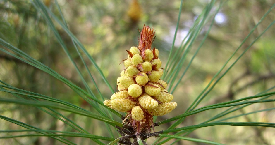 松花粉的副作用有哪些 大量食用會導(dǎo)致呼吸困難