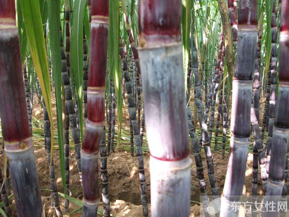 快速解酒的方法有哪些 酒后飲食對(duì)解酒的影響