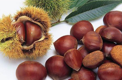 板栗的作用與功效 板栗怎么去皮