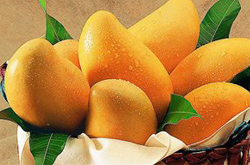 芒果的功效與作用 小水果有大功效