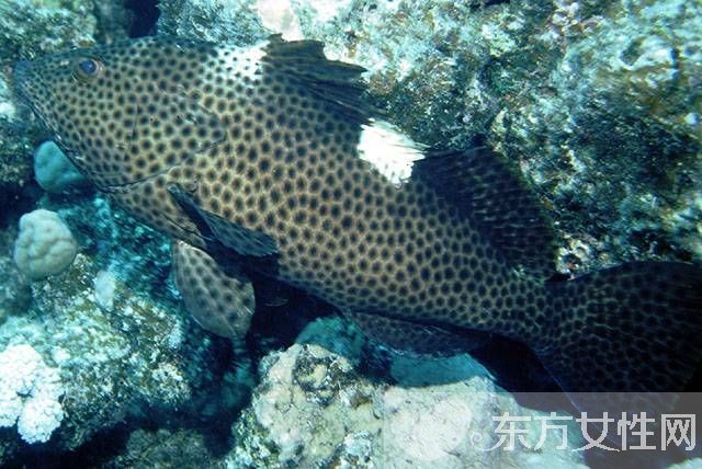 石斑魚的營(yíng)養(yǎng)價(jià)值有哪些 揭秘石斑魚的功效與作用