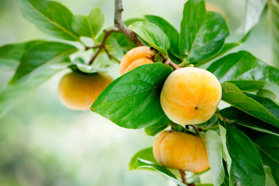 吃柿子的禁忌有哪些 柿子相克食物大盤(pán)點(diǎn)