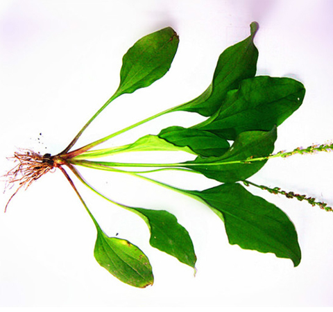 車前草的作用是什么 對(duì)心血管系統(tǒng)有療效