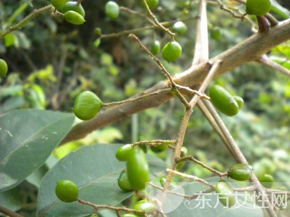 有毒植物有哪些 絕對不能碰的有毒植物