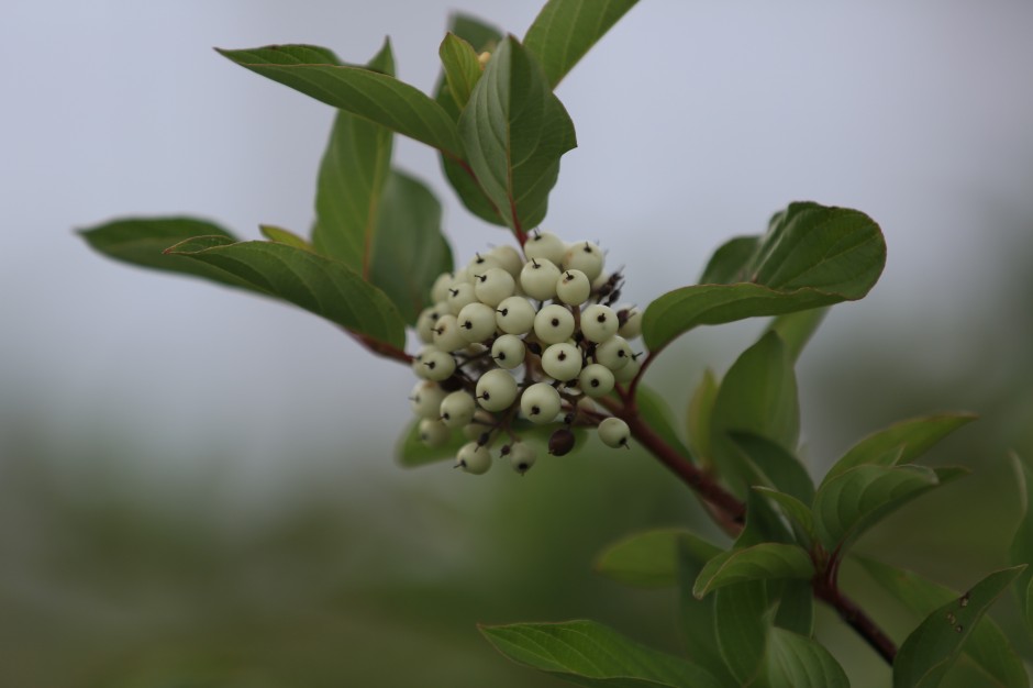 吃白果有什么好處  白果不能和什么一起吃