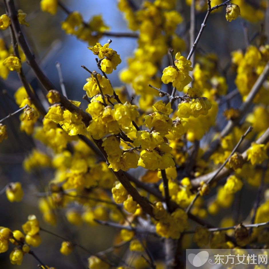 臘梅花怎么養(yǎng) 2要點教你如何病蟲防治
