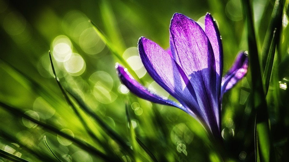 藏紅花能去黃褐斑嗎 揭秘藏紅花的功效與作用