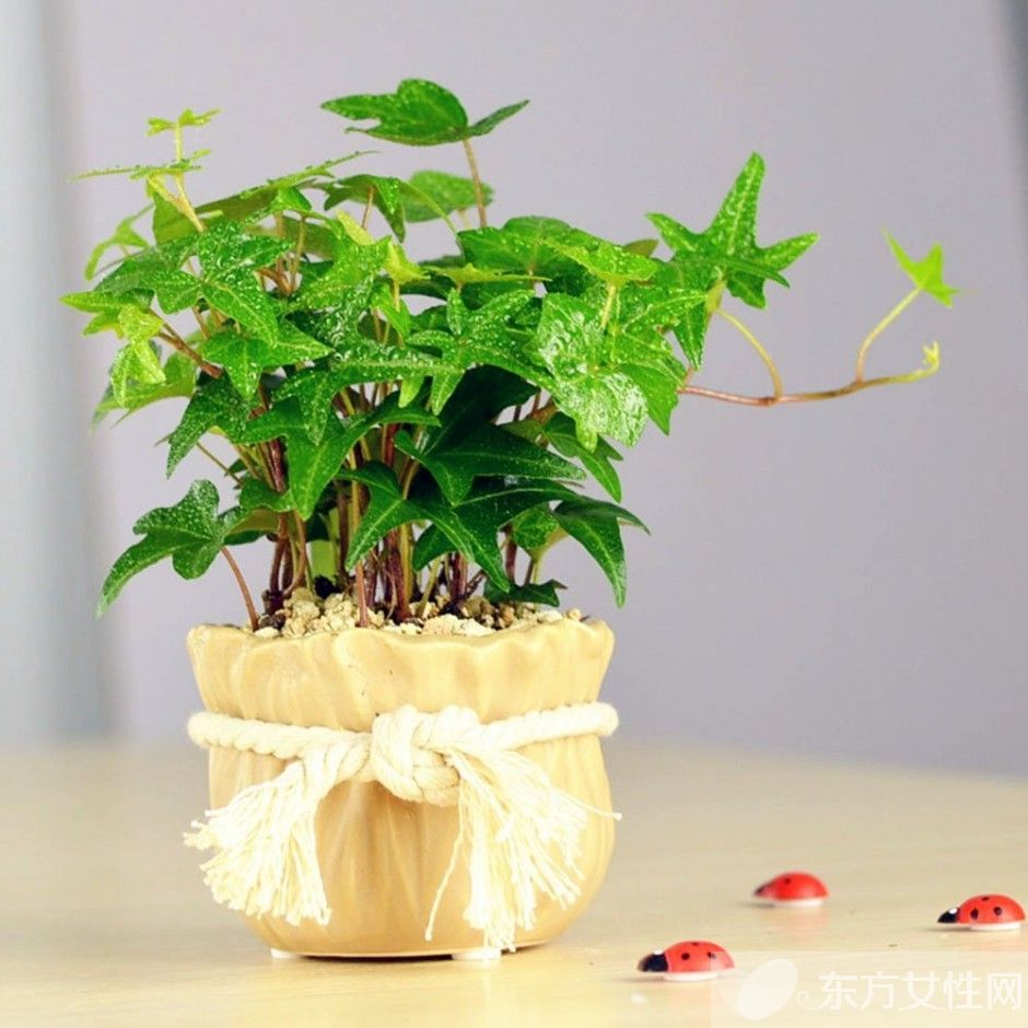 長(zhǎng)青藤的養(yǎng)殖方法介紹 常青藤怎么繁殖